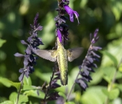 2019 09 15 LongFellowGardens 009